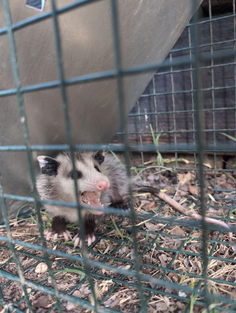 All Photos for Topper's Wildlife Removal in Garland, TX