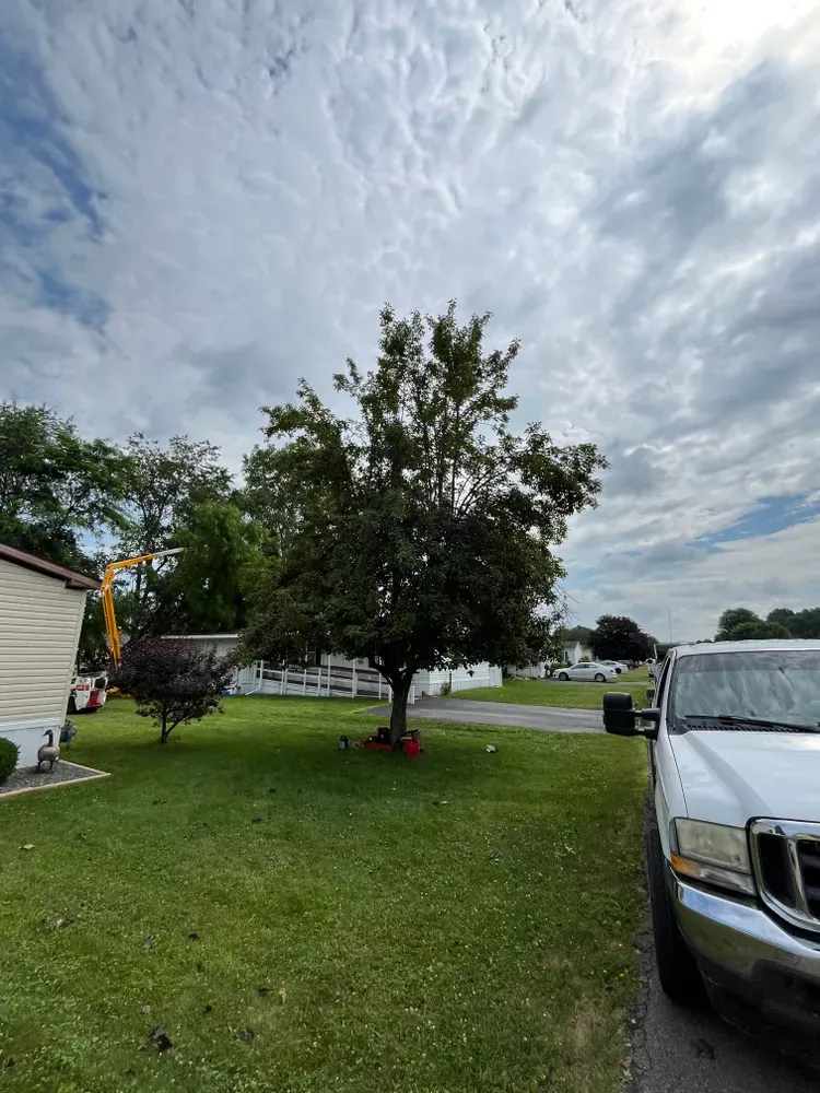 All Photos for Licensed to Cut Tree Service in Athens, PA