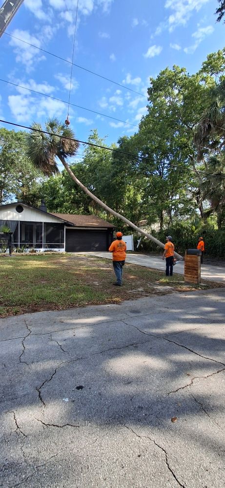 All Photos for Daniel Hickey’s Tree Service in DeLand, FL