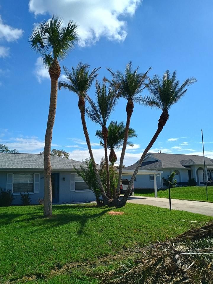 Palm Planting and Maintenance for Unity Maintenance & More LLC in Englewood, FL