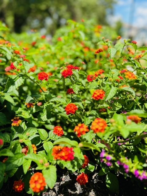 All Photos for Rustic Roots Landscaping in Austin, TX