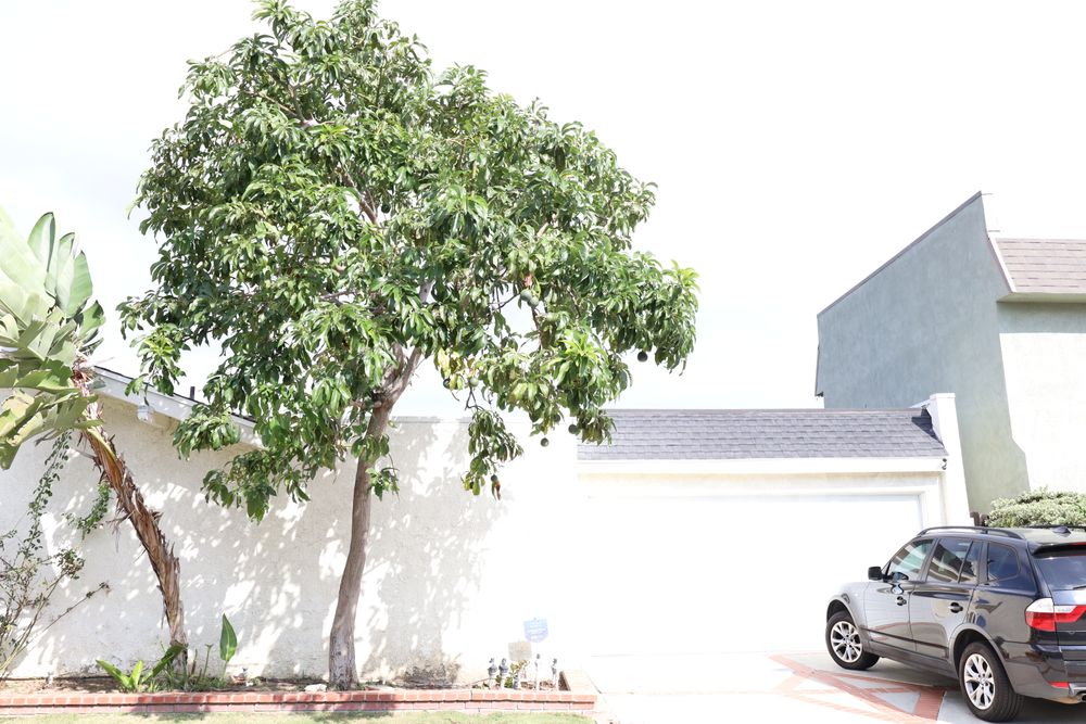 Fruit Tree Care for ARKADIA in Orange County, CA