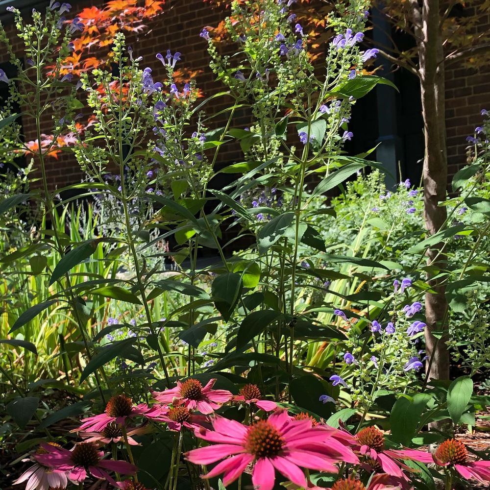 Landscaping for Christina King Landscape Design in West Raleigh, NC