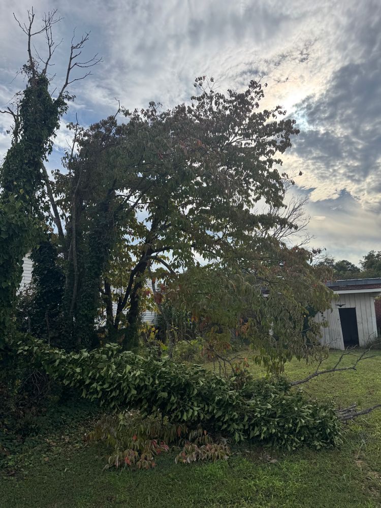 All Photos for Chavez Landscaping in Pittsboro, NC