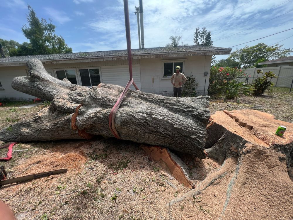 Stump Removal for Adam's Tree and Stump Care in Sarasota, FL