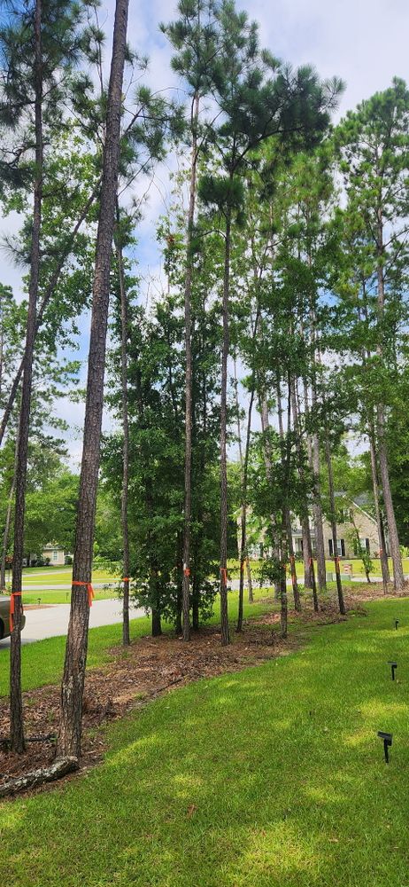 Tree Removal for Hawkins Tree Service & Land Management in Richmond Hill, GA