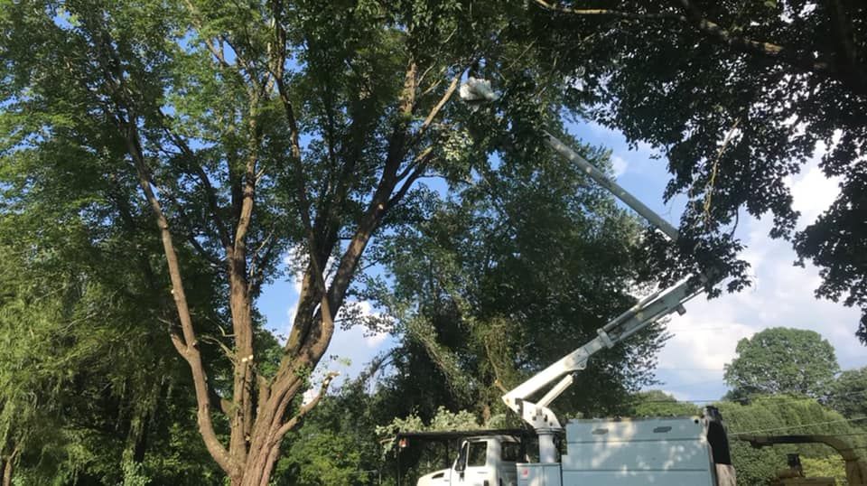 We provide professional tree trimming services to enhance the health and aesthetics of your trees, promoting safety and preventing potential damage from falling limbs. Trust us to efficiently maintain your greenery. for JayBird Tree Service  in Goodlettsville, TN