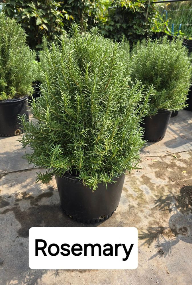 All Photos for CRM Palm & Landscaping in Rockport, TX