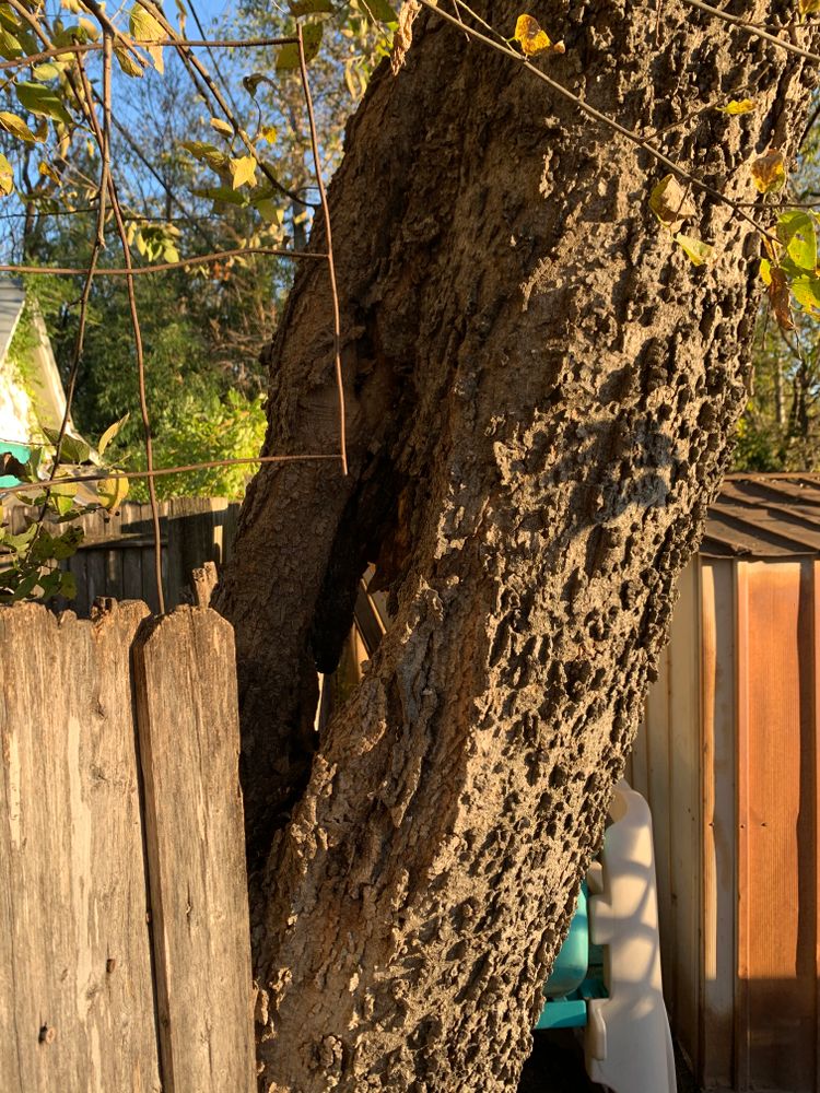 All Photos for TLC Professional Tree Service in Bedford, TX