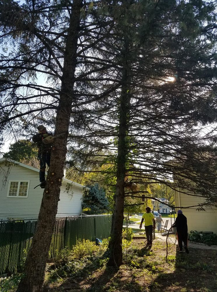 Tree Removal for Greenlee & Family Landscaping Services in Peoria, IL