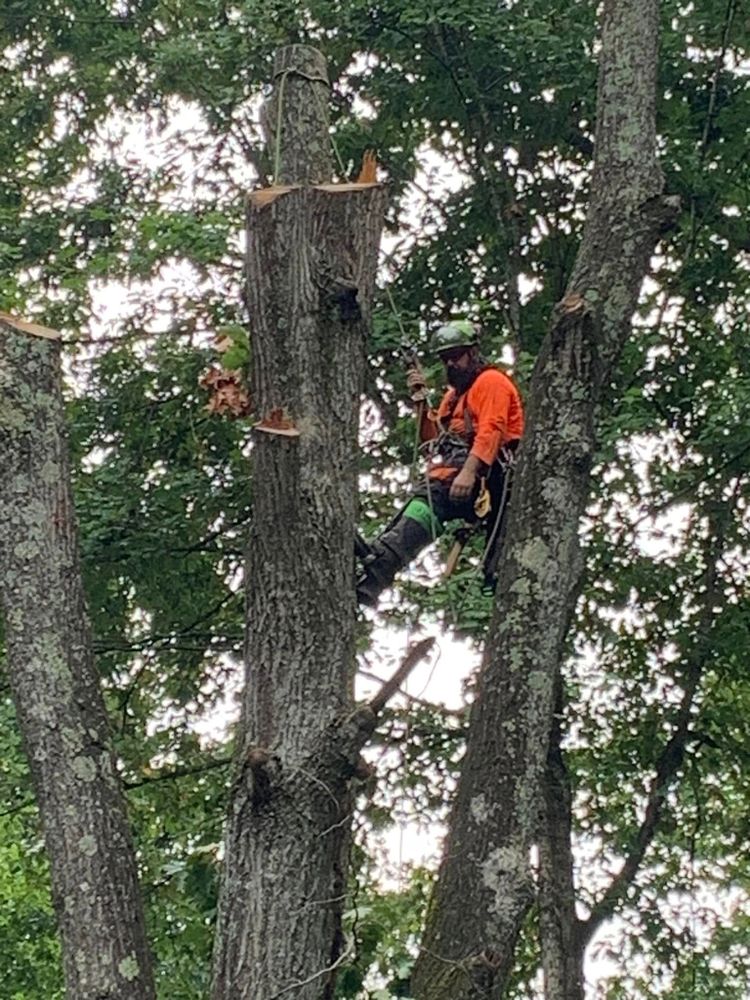 Enhance your property's beauty and safety with our expert tree trimming service. We meticulously prune branches, promoting healthy growth while ensuring optimal sunlight and preventing potential hazards to your home. for Grainger Tree Service in Blaine, TN