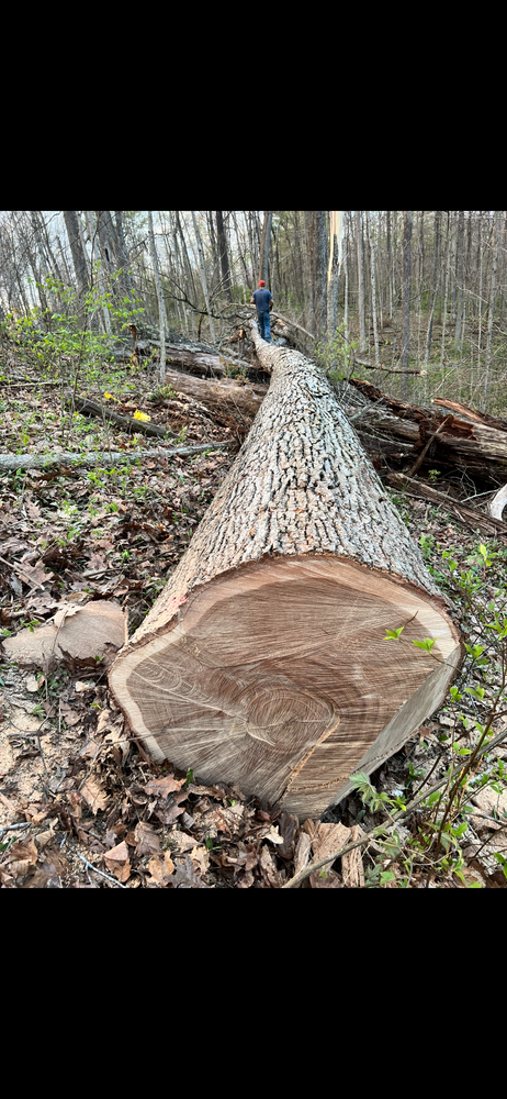 All Photos for Kadin’s Tree Service in North Vernon, IN