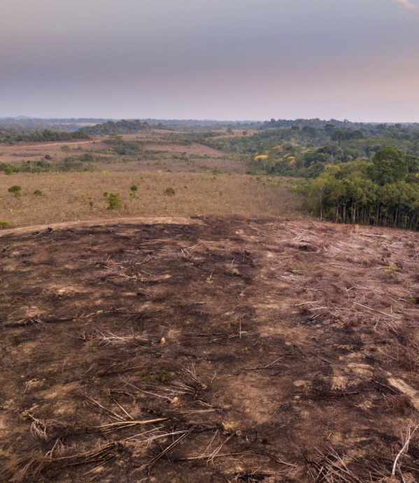 Our Land Clearing service efficiently prepares your property for new projects by removing trees, debris, and vegetation. We ensure a clean slate for landscaping or construction while prioritizing environmental responsibility. for Twin Peaks Lawn Care  in Front Royal, VA