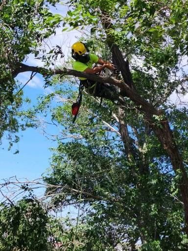 All Photos for Clean Cut Tree Service in Gillette, WY