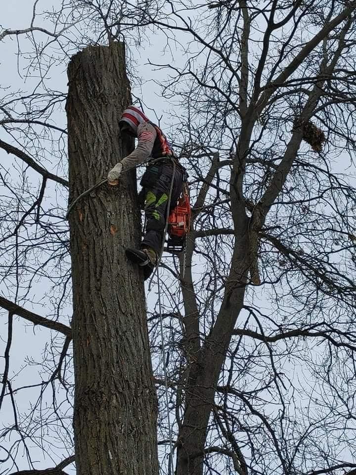 Tree Removal for Highborn Tree Service in Wheatfield, IN