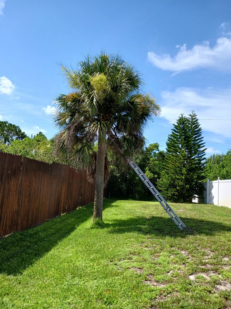 Tree Services for Unity Maintenance & More LLC in Englewood, FL