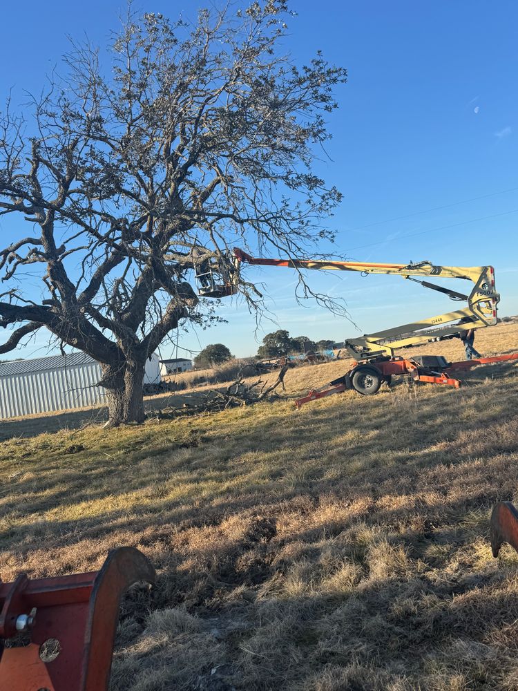 Tree Removal for Superior Lawn and Tree in Clifton, TX