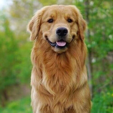 All Photos for Dumbo's Doggy Doors in City of Sammamish, WA
