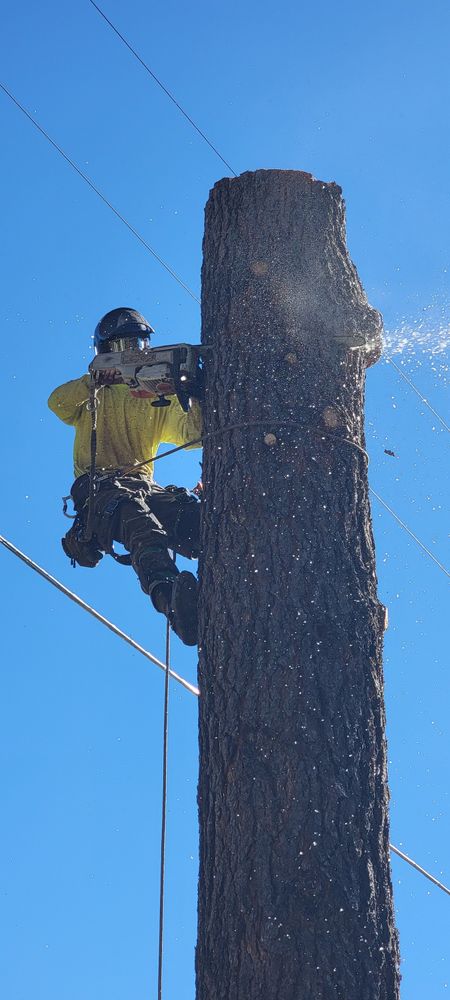 All Photos for StockPro Tree Specialists in Show Low, AZ