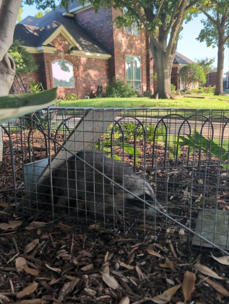 All Photos for Topper's Wildlife Removal in Garland, TX