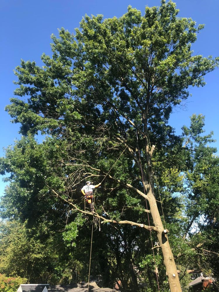 Shrub Trimming for JJ Tree Service in Gibsonia, PA