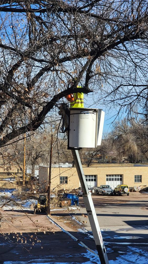 All Photos for Langston Tree & Landscape in Canon City, CO