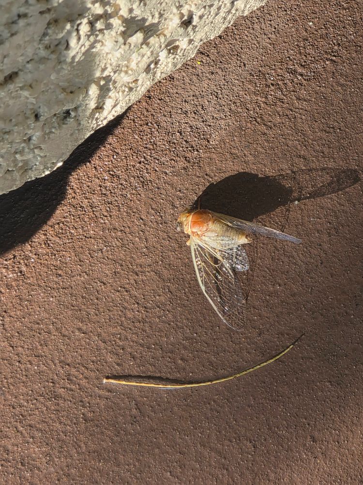 All Photos for Niko's Pest Control in Las Vegas, NV