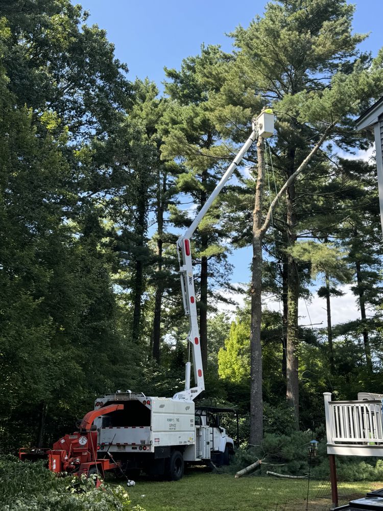 Tree Removal for Robery's Tree Service in West Wareham, MA