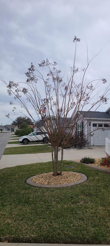 All Photos for TopNotch Landscaping Services  in The Villages, FL