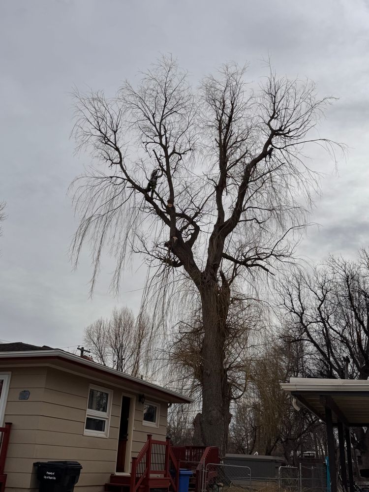All Photos for Elevated Tree Care in Gillette, WY