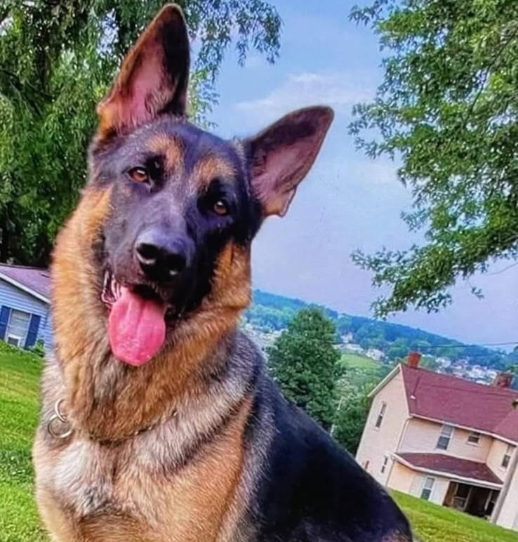 Backyard Fence Solutions LLC team in Uniontown, PA - people or person