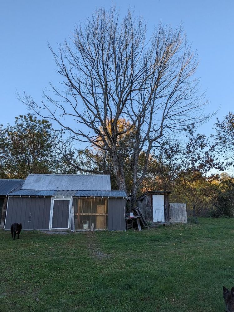 All Photos for T's Trees in Albany, NY