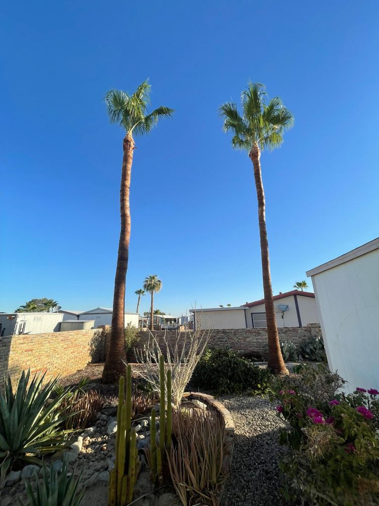 All Photos for Oliver L. Palm & Tree services in Yuma County, AZ