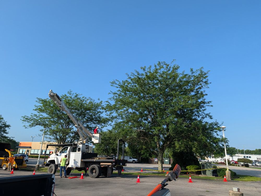 All Photos for Lightning Tree Service in Corydon, IN