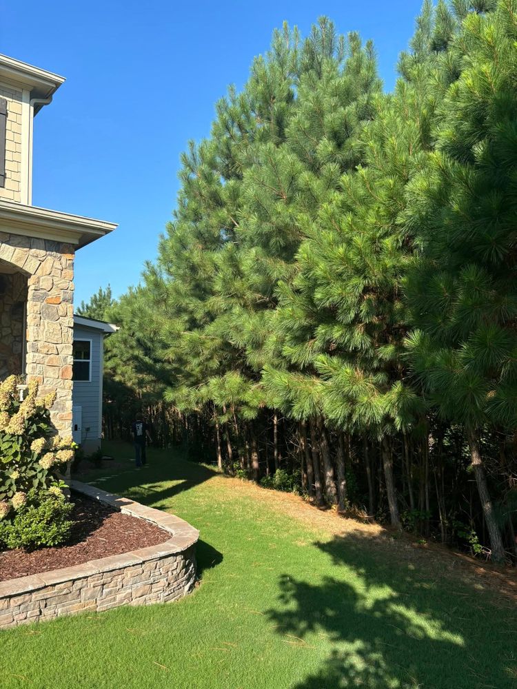 Tree Services for Total Tree Care in Erwin, North Carolina