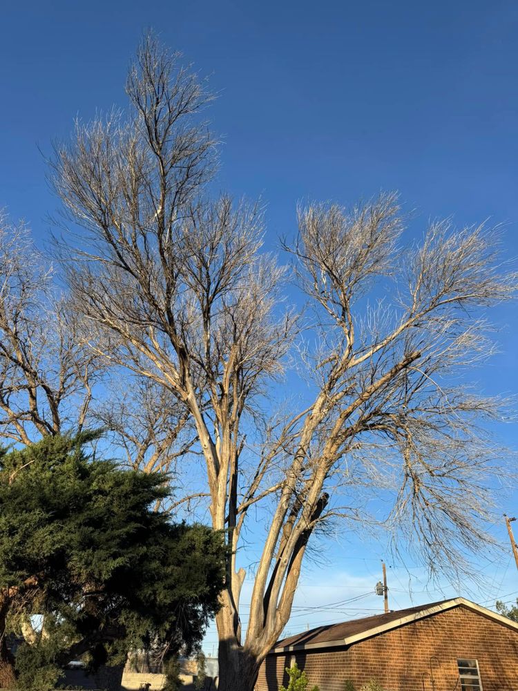 Tree Removal for Lion In The Tree Trimming Service in Big Spring, TX