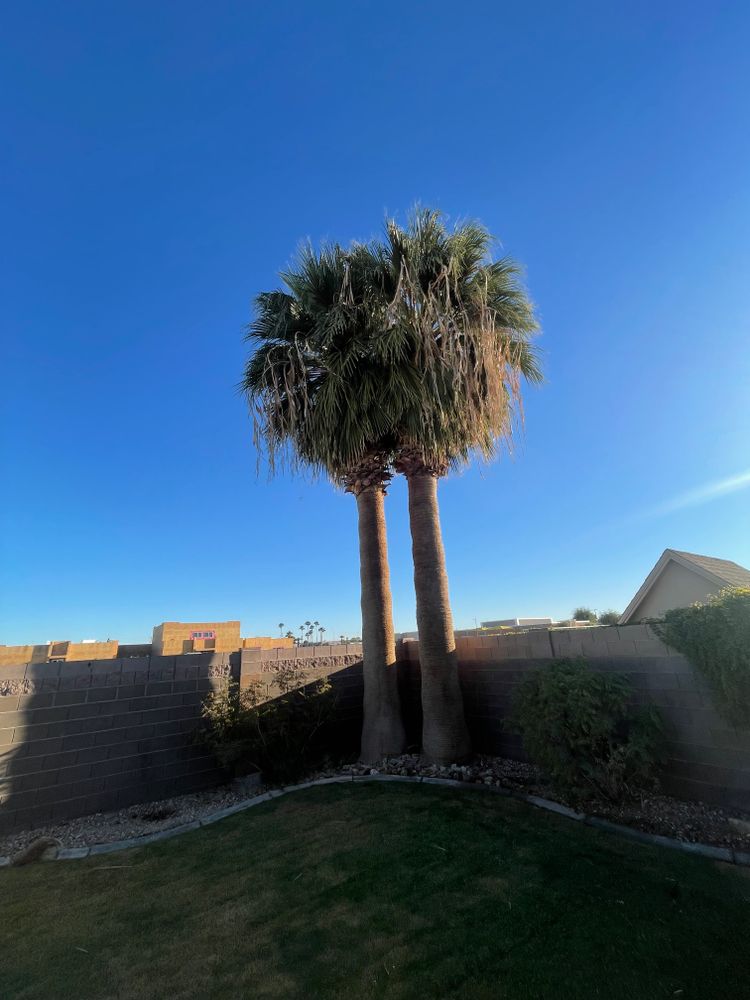 All Photos for Oliver L. Palm & Tree services in Yuma County, AZ