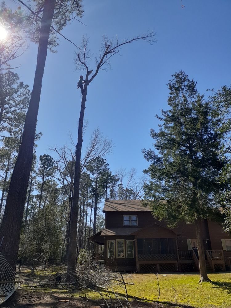 All Photos for Professional Tree Service USA in Chattanooga, TN