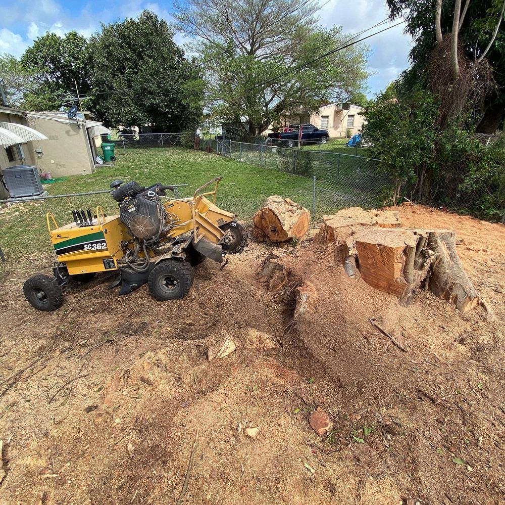 Tree Removal for Sam's Tree Service in Miami Beach,  FL