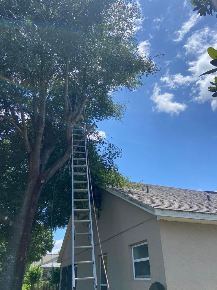 Fall and Spring Clean Up for Efficient and Reliable Tree Service in Lake Wales, FL