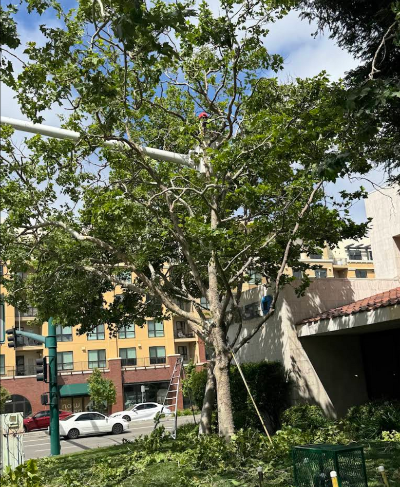 All Photos for A1 Tree Care in San Jose, CA