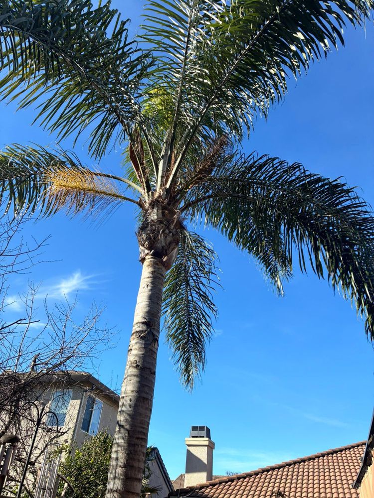 All Photos for Sammy's Tree Services in Sacramento, CA