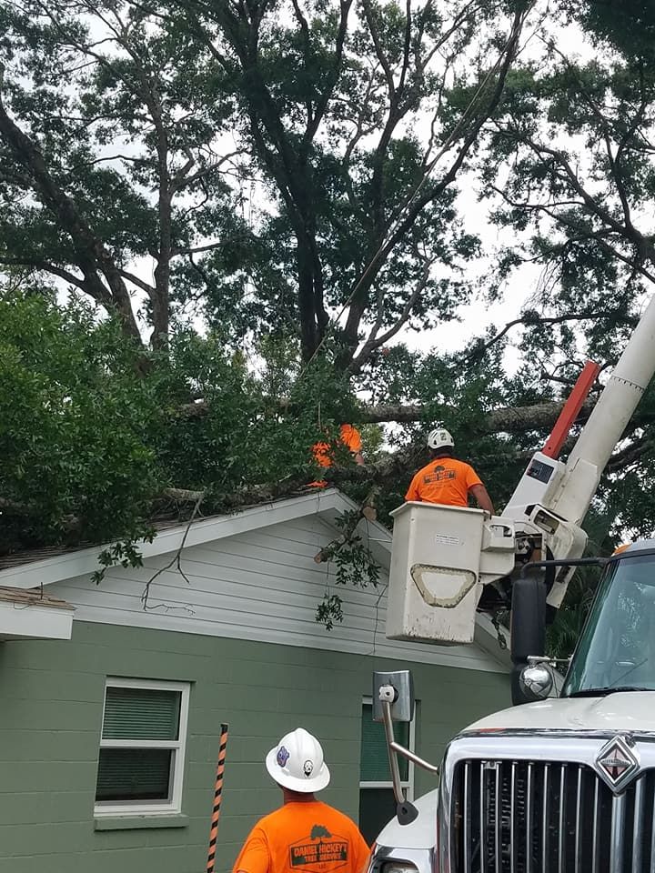 Tree Removal for Daniel Hickey’s Tree Service in DeLand, FL