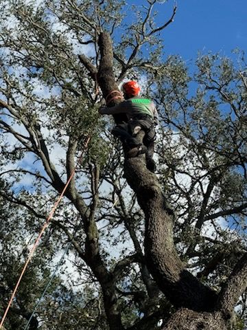 All Photos for Elevation Tree Service in Holiday, FL