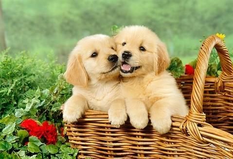 All Photos for Dumbo's Doggy Doors in City of Sammamish, WA