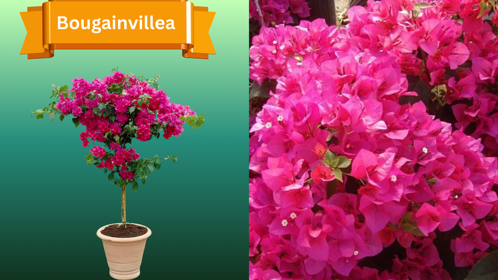 Plant Samples for R.B. & Company in Belleview, FL