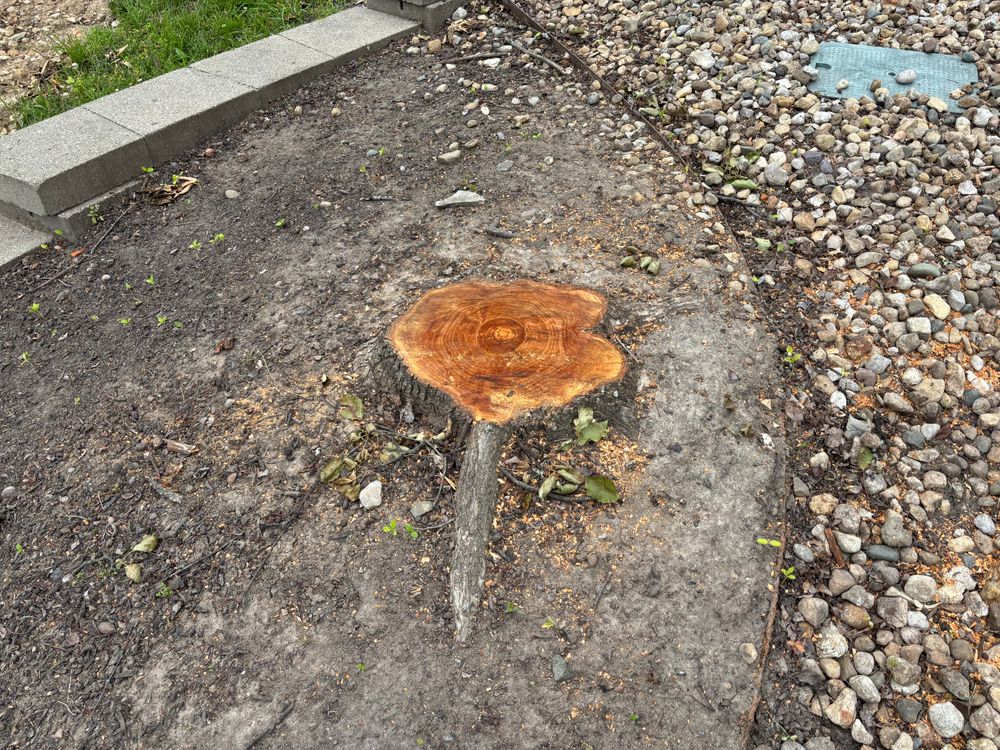 All Photos for Conrad's Stump Removal in Columbus, IN