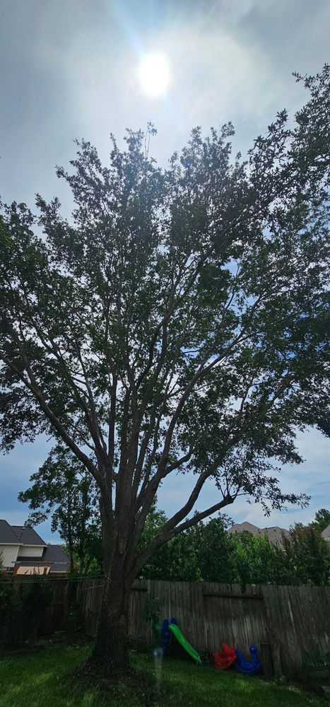 All Photos for Servin's Tree Care  in Houston, TX