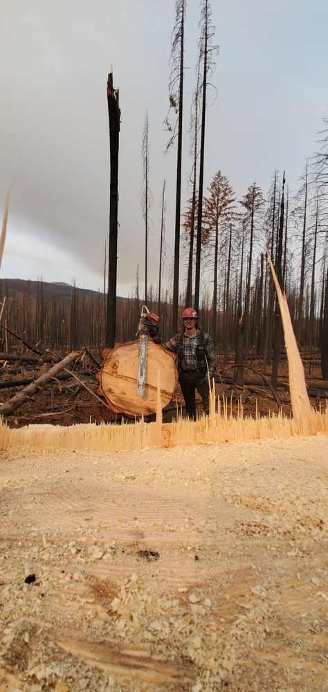 StockPro Tree Specialists team in Show Low, AZ - people or person