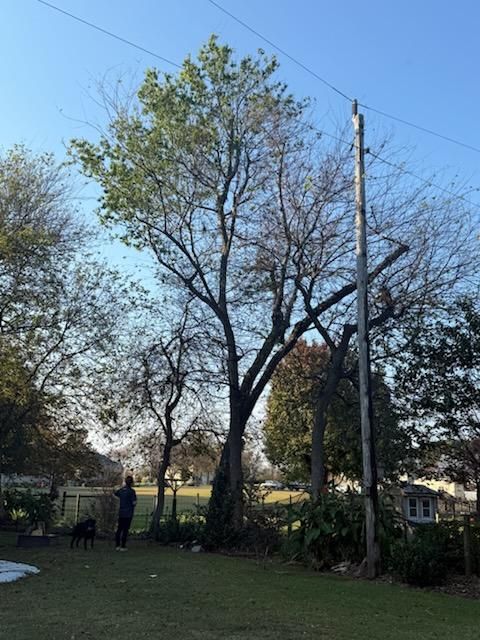 All Photos for Beach Tree Care in Virginia Beach, VA